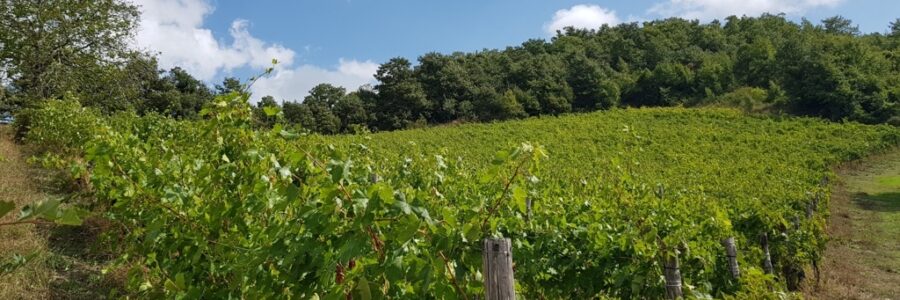 2017-09-16 11.55.36 gran_caffe_schenardi